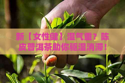 新【女性健】湿气重？陈皮普洱茶助你驱湿消滞！