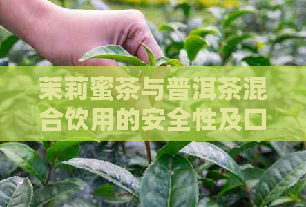 茉莉蜜茶与普洱茶混合饮用的安全性及口感评价：一份详尽指南