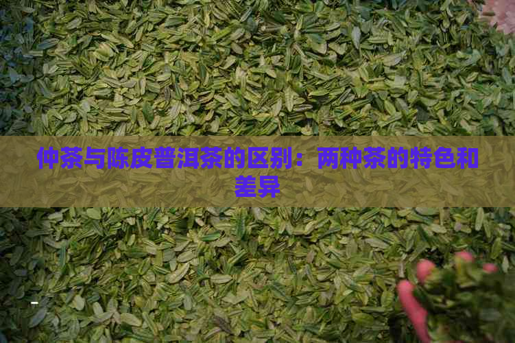 仲茶与陈皮普洱茶的区别：两种茶的特色和差异