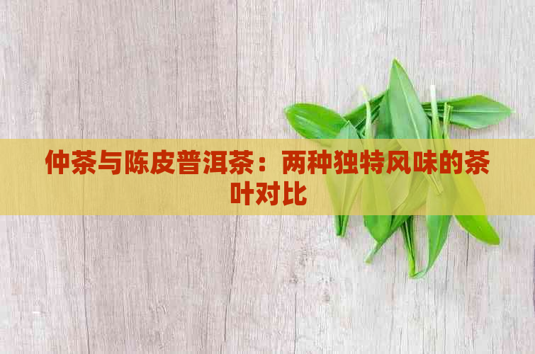 仲茶与陈皮普洱茶：两种独特风味的茶叶对比