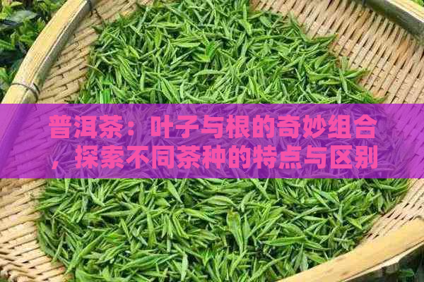 普洱茶：叶子与根的奇妙组合，探索不同茶种的特点与区别