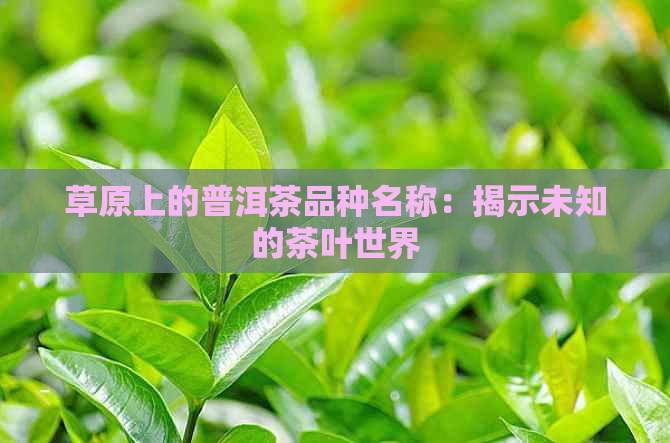 草原上的普洱茶品种名称：揭示未知的茶叶世界