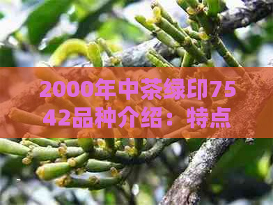 2000年中茶绿印7542品种介绍：特点、口感、冲泡方法与收藏价值