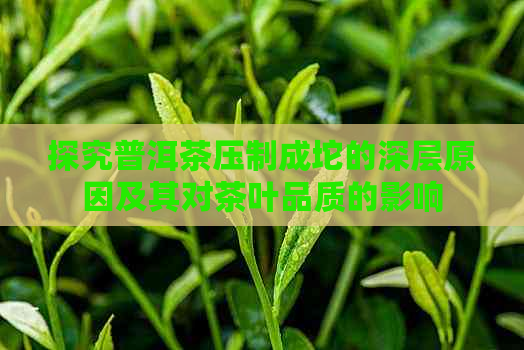 探究普洱茶压制成坨的深层原因及其对茶叶品质的影响