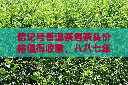 信记号普洱茶老茶头价格值得收藏，八八七年信记号普洱生茶好事成双。