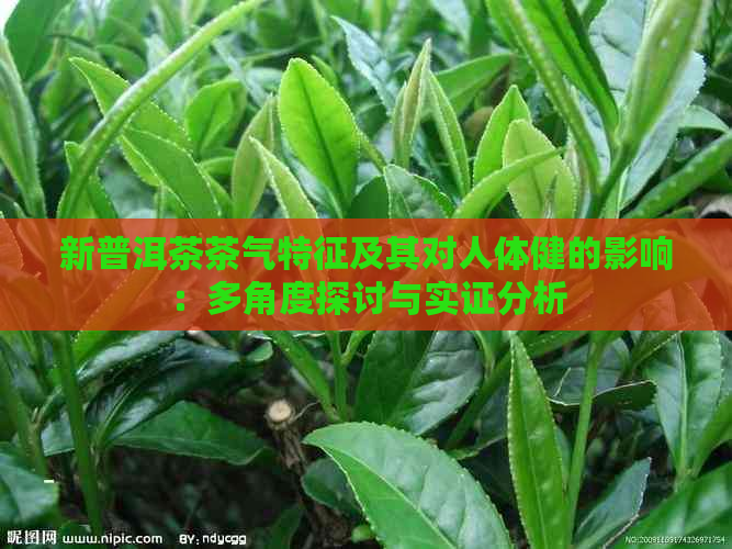 新普洱茶茶气特征及其对人体健的影响：多角度探讨与实证分析