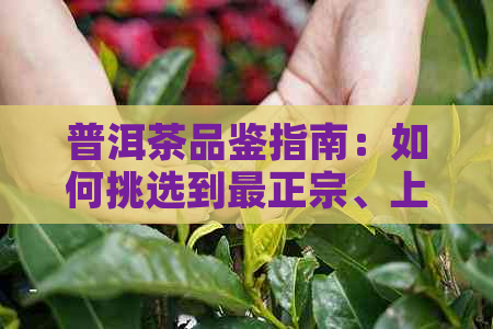 普洱茶品鉴指南：如何挑选到最正宗、上等的普洱茶种类？