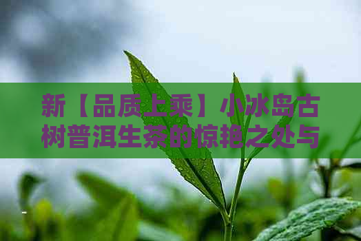 新【品质上乘】小冰岛古树普洱生茶的惊艳之处与独特风味分析