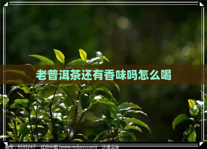 老普洱茶还有香味吗怎么喝