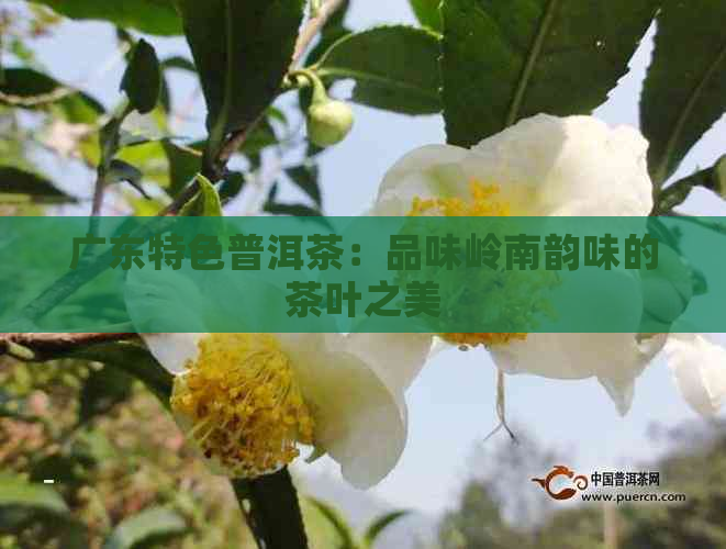 广东特色普洱茶：品味岭南韵味的茶叶之美