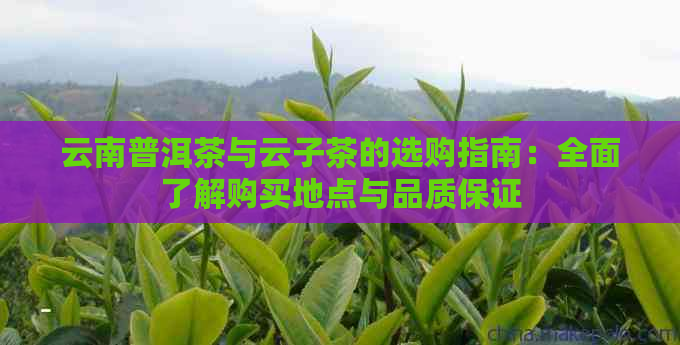 云南普洱茶与云子茶的选购指南：全面了解购买地点与品质保证