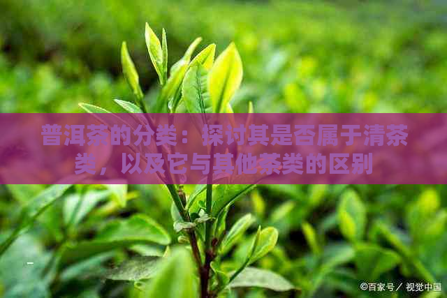 普洱茶的分类：探讨其是否属于清茶类，以及它与其他茶类的区别