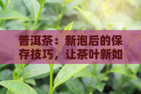 普洱茶：新泡后的保存技巧，让茶叶新如初