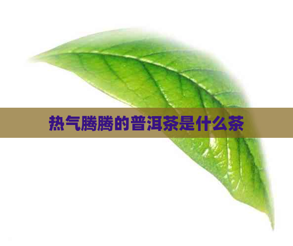 热气腾腾的普洱茶是什么茶