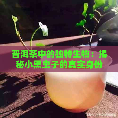 普洱茶中的独特生物：揭秘小黑虫子的真实身份与作用