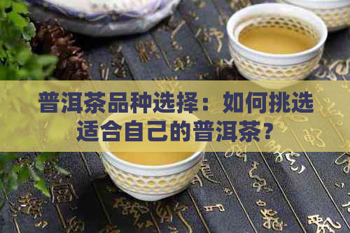 普洱茶品种选择：如何挑选适合自己的普洱茶？