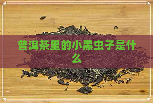 普洱茶里的小黑虫子是什么