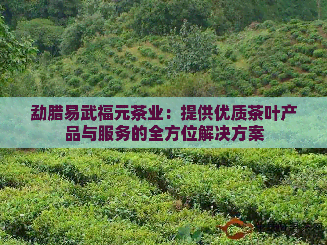 勐腊易武福元茶业：提供优质茶叶产品与服务的全方位解决方案