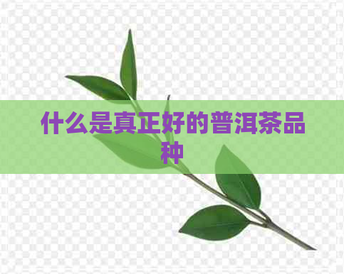 什么是真正好的普洱茶品种