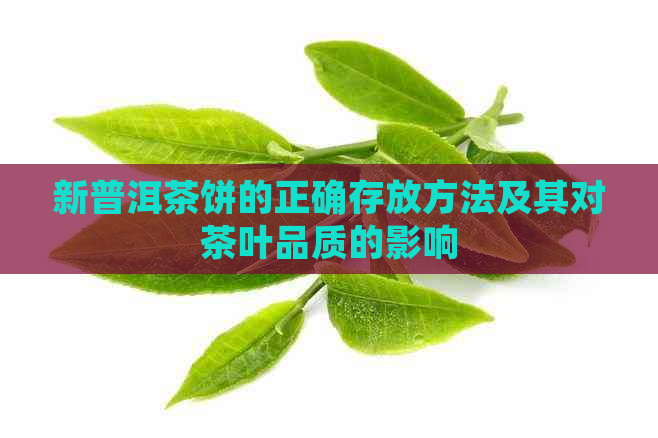 新普洱茶饼的正确存放方法及其对茶叶品质的影响