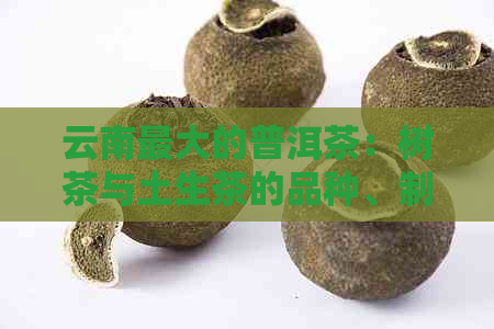 云南更大的普洱茶：树茶与土生茶的品种、制作工艺和口感对比分析