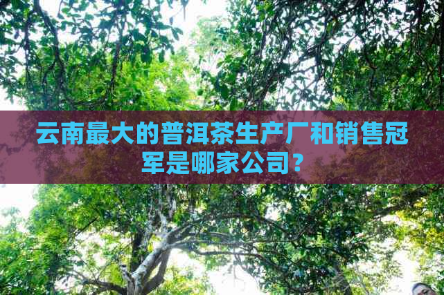 云南更大的普洱茶生产厂和销售冠军是哪家公司？