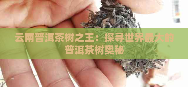 云南普洱茶树之王：探寻世界更大的普洱茶树奥秘