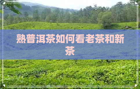 熟普洱茶如何看老茶和新茶