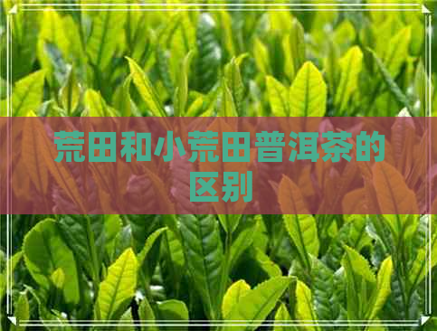 荒田和小荒田普洱茶的区别