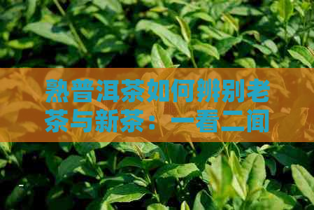 熟普洱茶如何辨别老茶与新茶：一看二闻三品四比