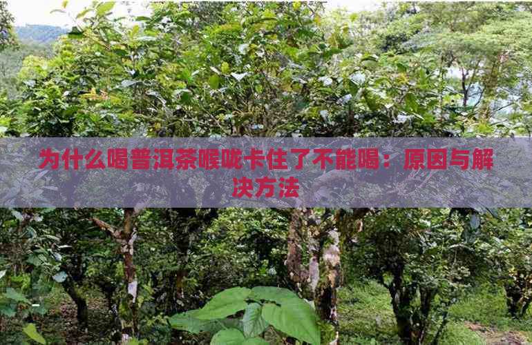 为什么喝普洱茶喉咙卡住了不能喝：原因与解决方法