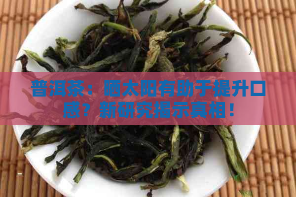 普洱茶：晒太阳有助于提升口感？新研究揭示真相！