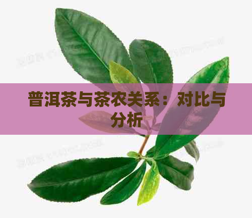 普洱茶与茶农关系：对比与分析