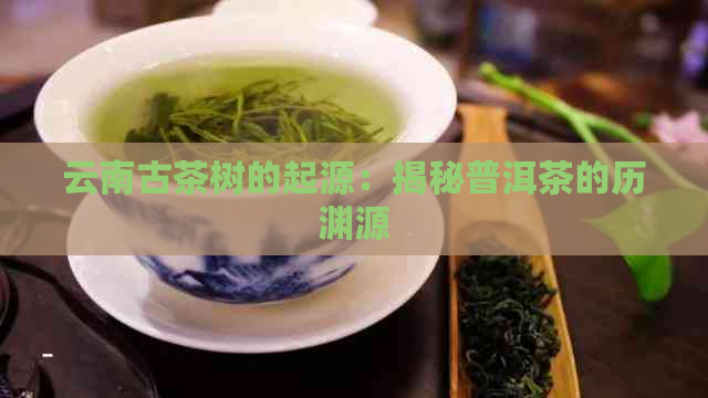 云南古茶树的起源：揭秘普洱茶的历渊源