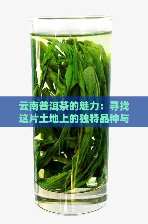 云南普洱茶的魅力：寻找这片土地上的独特品种与文化