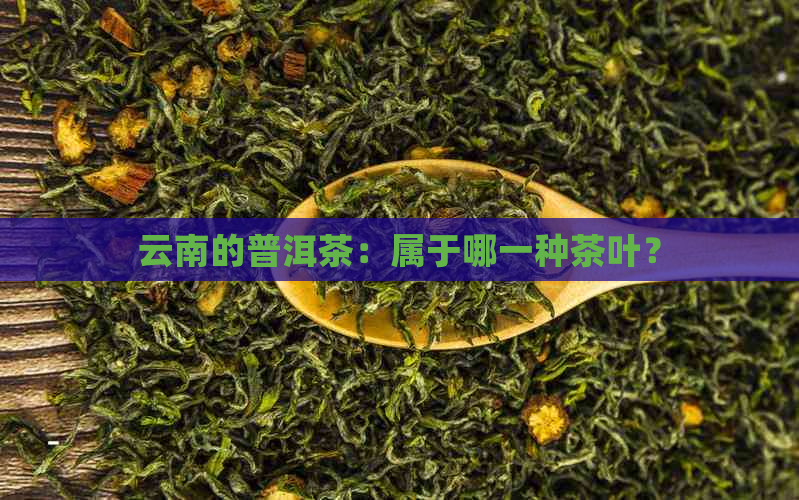 云南的普洱茶：属于哪一种茶叶？