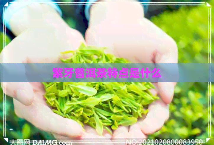 紫牙普洱茶特点是什么