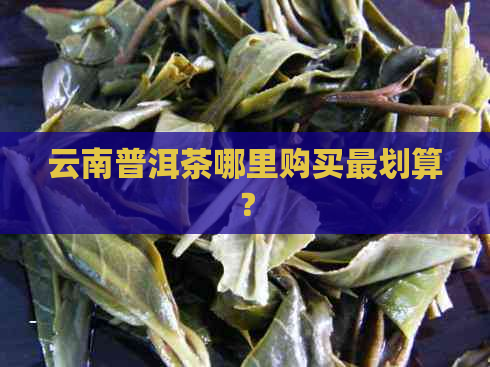 云南普洱茶哪里购买最划算？