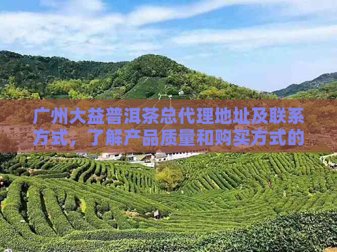 广州大益普洱茶总代理地址及联系方式，了解产品质量和购买方式的一站式指南