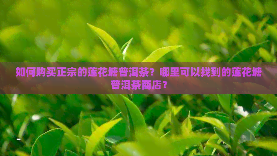 如何购买正宗的莲花塘普洱茶？哪里可以找到的莲花塘普洱茶商店？