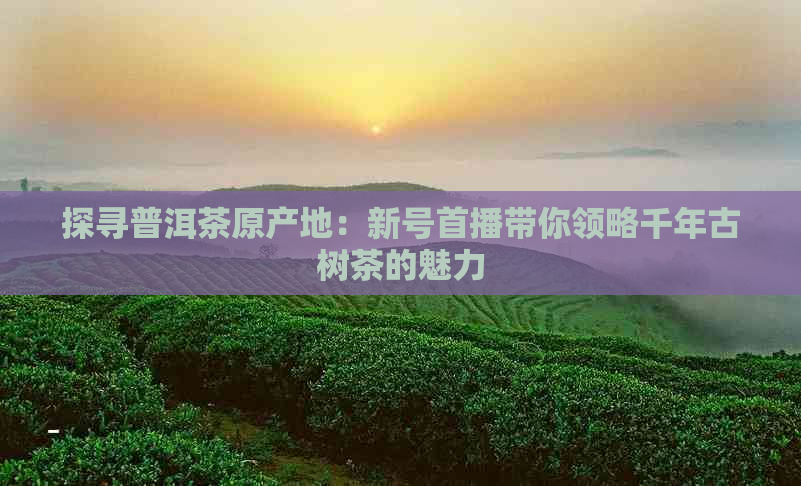 探寻普洱茶原产地：新号首播带你领略千年古树茶的魅力