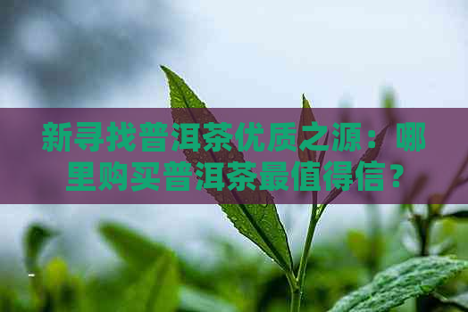 新寻找普洱茶优质之源：哪里购买普洱茶最值得信？