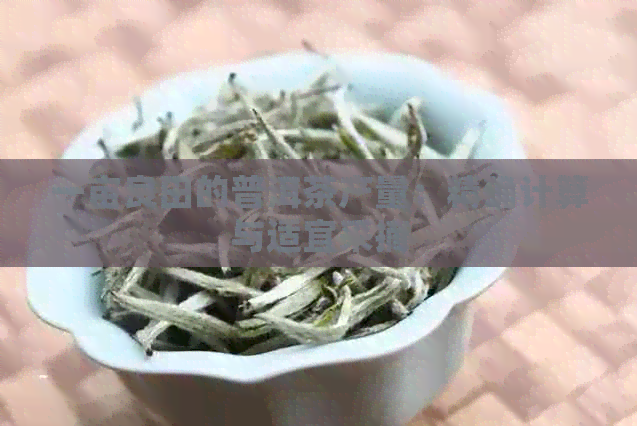 一亩良田的普洱茶产量：精确计算与适宜采摘