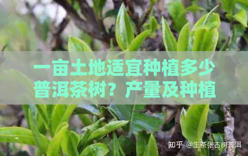 一亩土地适宜种植多少普洱茶树？产量及种植技巧全解析