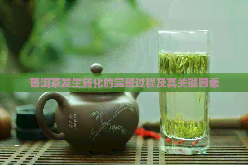 普洱茶发生转化的完整过程及其关键因素