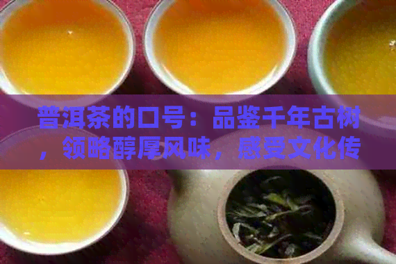 普洱茶的口号：品鉴千年古树，领略醇厚风味，感受文化传承，享受健人生