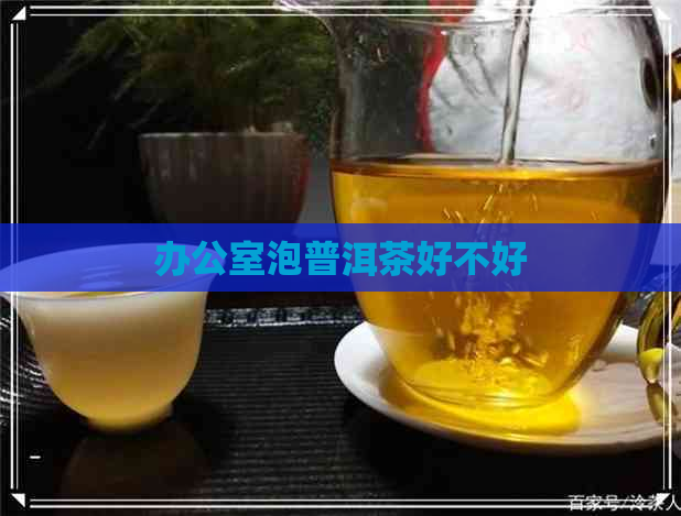 泡普洱茶好不好