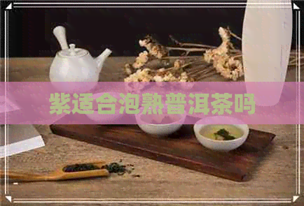 紫适合泡熟普洱茶吗