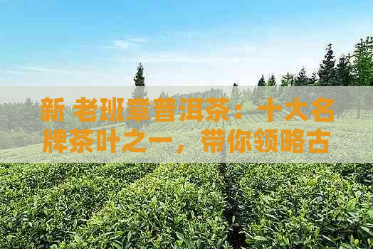 新 老班章普洱茶：十大名牌茶叶之一，带你领略古树茶的魅力