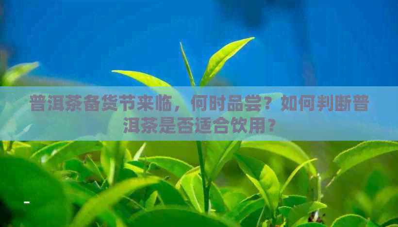 普洱茶备货节来临，何时品尝？如何判断普洱茶是否适合饮用？